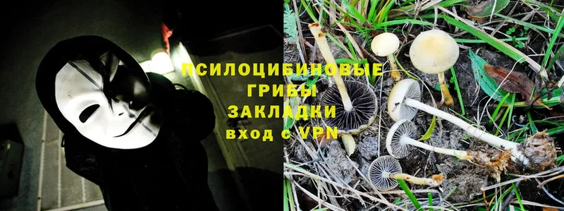 мориарти телеграм  Новомосковск  Галлюциногенные грибы Psilocybine cubensis 